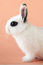 Stadia版《荒野大镖客OL》主播六千小时存档或将消失